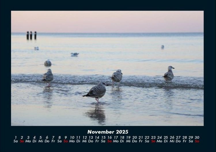 Produktbild: M&ouml;wen 2025 Fotokalender DIN A4