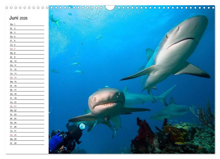 Produktbild: Tauchen - Abenteuer in Neptuns Wunderwelt (Wandkalender 2026 DIN A3 quer), CALVENDO Monatskalender