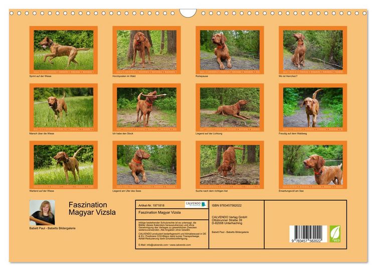 Produktbild: Faszination Magyar Vizsla (Wandkalender 2026 DIN A3 quer), CALVENDO Monatskalender