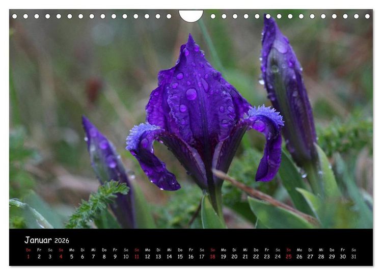 Produktbild: Naturjuwelen - Neusiedler See (Wandkalender 2026 DIN A4 quer), CALVENDO Monatskalender