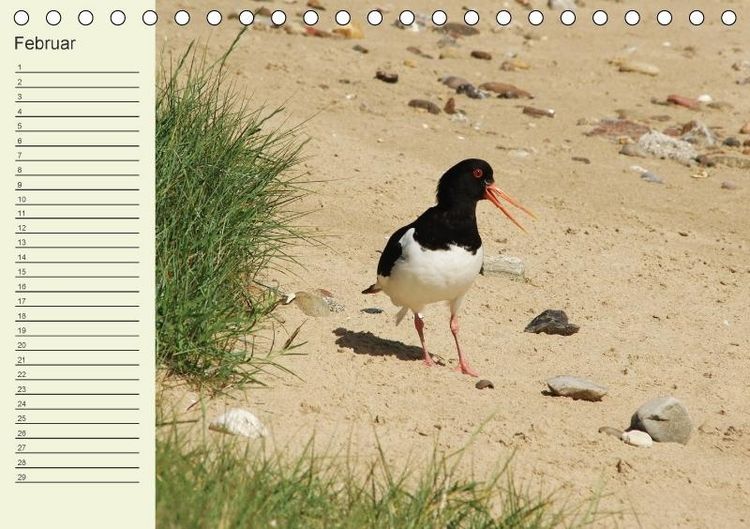 Produktbild: Amrum Geburtstagsmerker (Tischkalender immerw&auml;hrend DIN A5 quer)