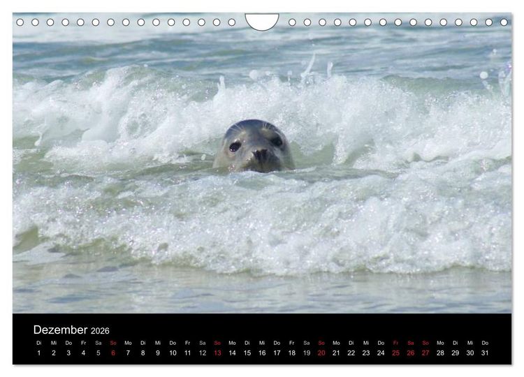 Produktbild: Verspielte Robben (Wandkalender 2026 DIN A4 quer), CALVENDO Monatskalender