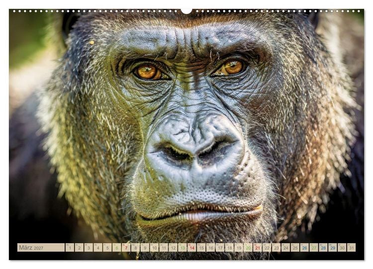 Produktbild: Die Augen der Wildnis (hochwertiger Premium Wandkalender 2027 DIN A2 quer), Kunstdruck in Hochglanz