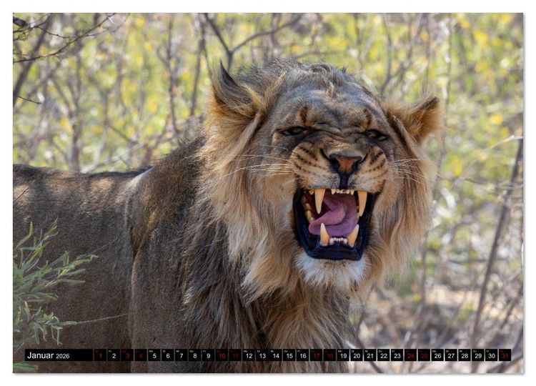 Produktbild: L&ouml;wen in Botswana und S&uuml;dafrika (Wandkalender 2026 DIN A3 quer), CALVENDO Monatskalender