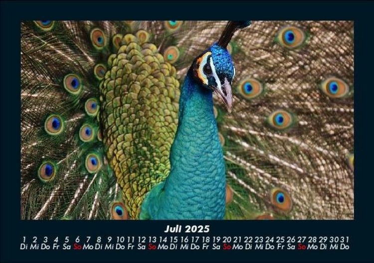 Produktbild: Welt der V&ouml;gel 2025 Fotokalender DIN A5