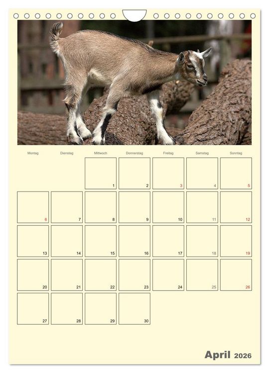 Produktbild: Zwergziegen (Wandkalender 2026 DIN A4 hoch), CALVENDO Monatskalender