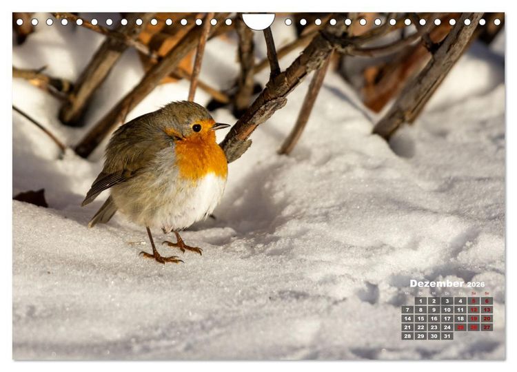 Produktbild: V&ouml;gel in heimischen W&auml;ldern (Wandkalender 2026 DIN A4 quer), CALVENDO Monatskalender