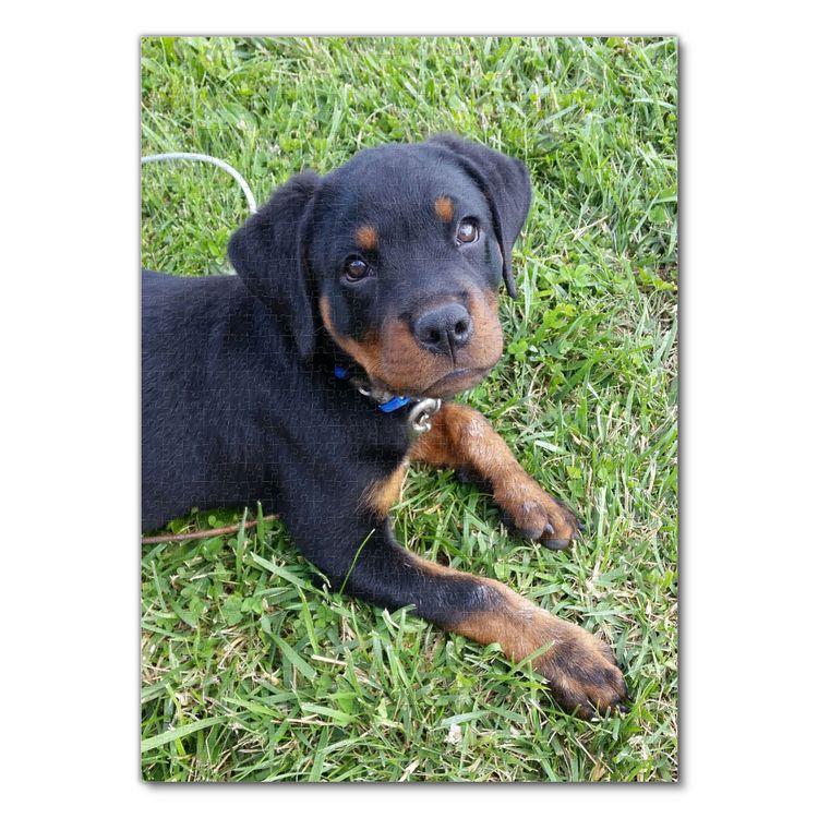 Produktbild: Lais Puzzle Rottweiler 1000 Teile