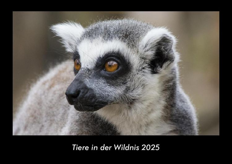 Produktbild: Tiere in der Wildnis 2025 Fotokalender DIN A3