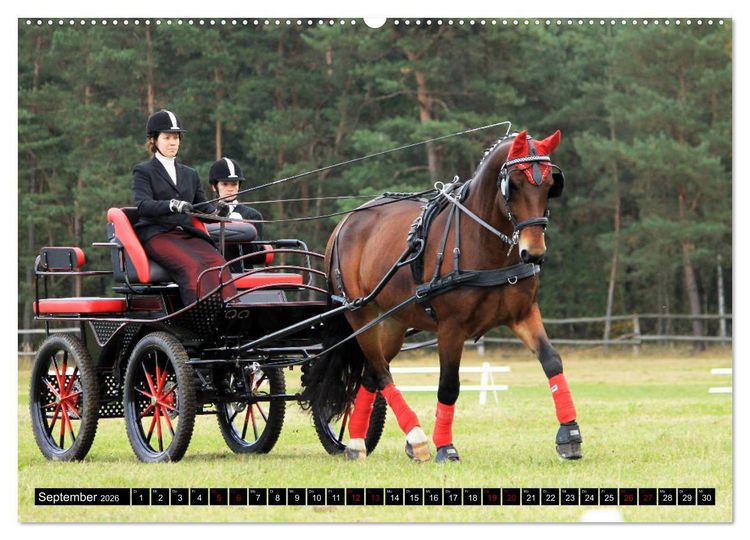 Produktbild: Schwere Warmbl&uuml;ter 2026 (hochwertiger Premium Wandkalender 2026 DIN A2 quer), Kunstdruck in Hochglanz
