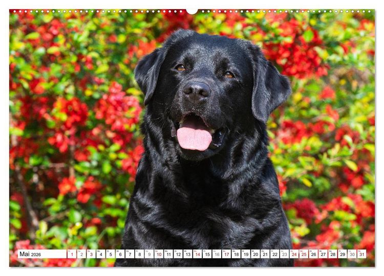Produktbild: Freund auf 4 Pfoten - Labrador Retriever (Wandkalender 2026 DIN A2 quer), CALVENDO Monatskalender