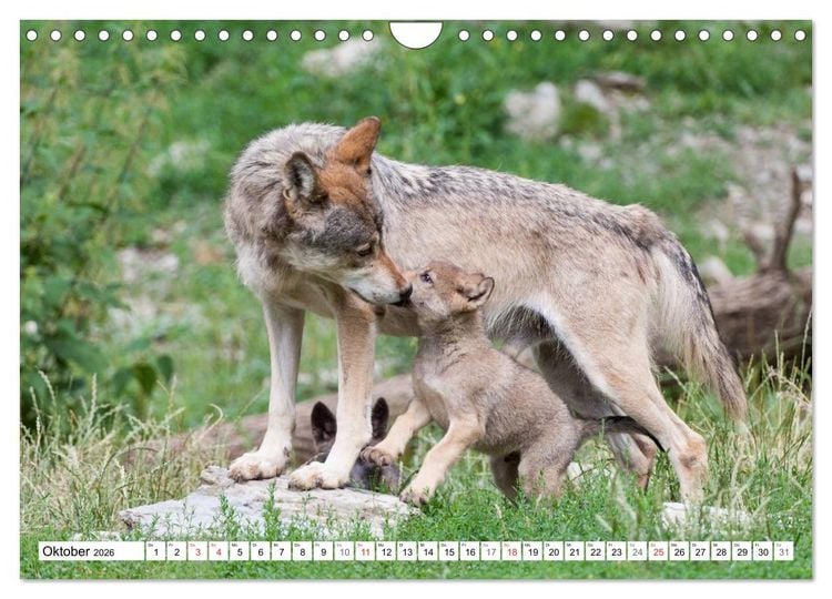 Produktbild: Emotionale Momente: Raubtiere in Deutschland (Wandkalender 2026 DIN A4 quer), CALVENDO Monatskalender
