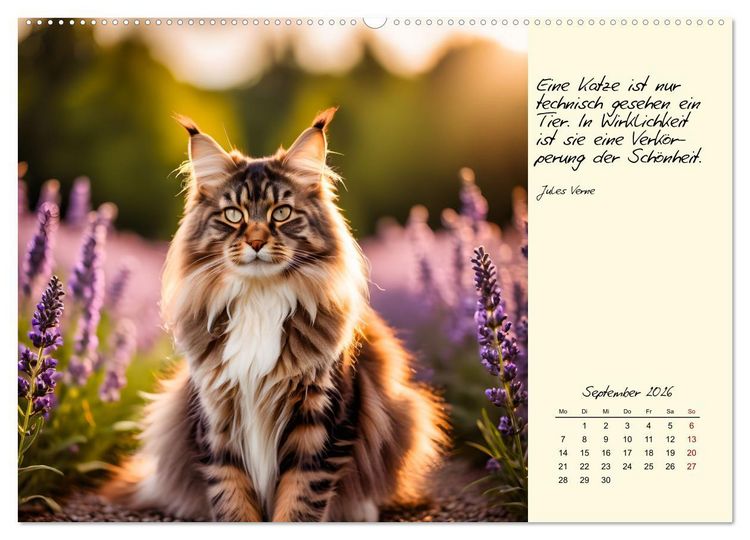 Produktbild: Katzen - Charakter und Sch&ouml;nheit (hochwertiger Premium Wandkalender 2026 DIN A2 quer), Kunstdruck in Hochglanz