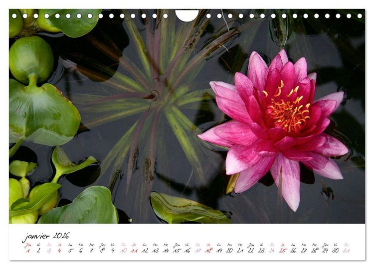 Produktbild: N&eacute;nuphars enchanteurs (Calendrier mural 2026 DIN A4 vertical), CALVENDO calendrier mensuel
