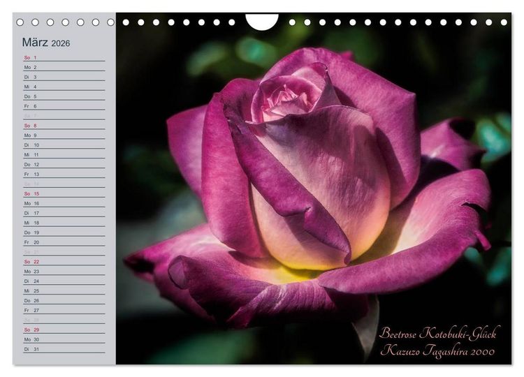 Produktbild: Kurf&uuml;rstliche Rosen Eltville am Rhein (Wandkalender 2026 DIN A4 quer), CALVENDO Monatskalender