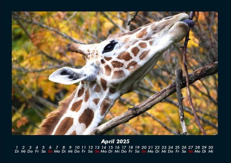 Produktbild: Giraffen 2025 Fotokalender DIN A4