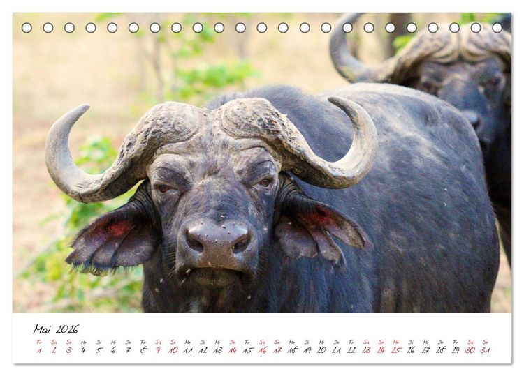 Produktbild: Namibia - Magie der Weite (Tischkalender 2026 DIN A5 quer), CALVENDO Monatskalender