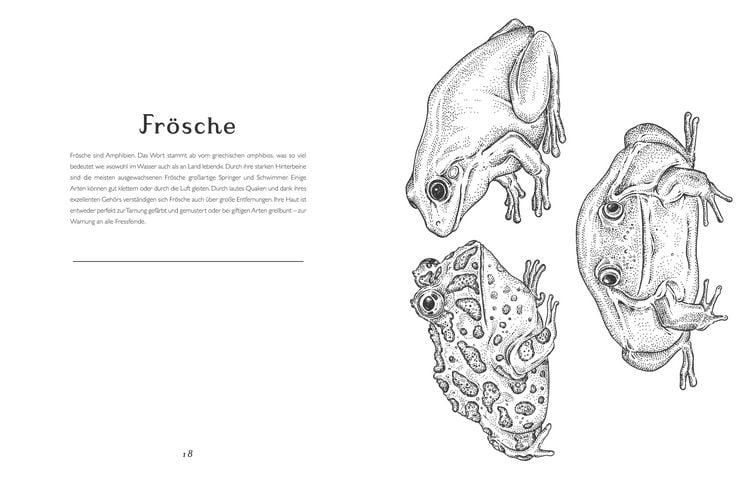 Produktbild: Das Museum der Tiere. Mein Malbuch