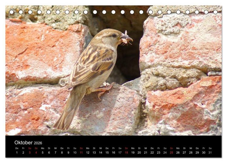 Produktbild: Freche Spatzen (Tischkalender 2026 DIN A5 quer), CALVENDO Monatskalender
