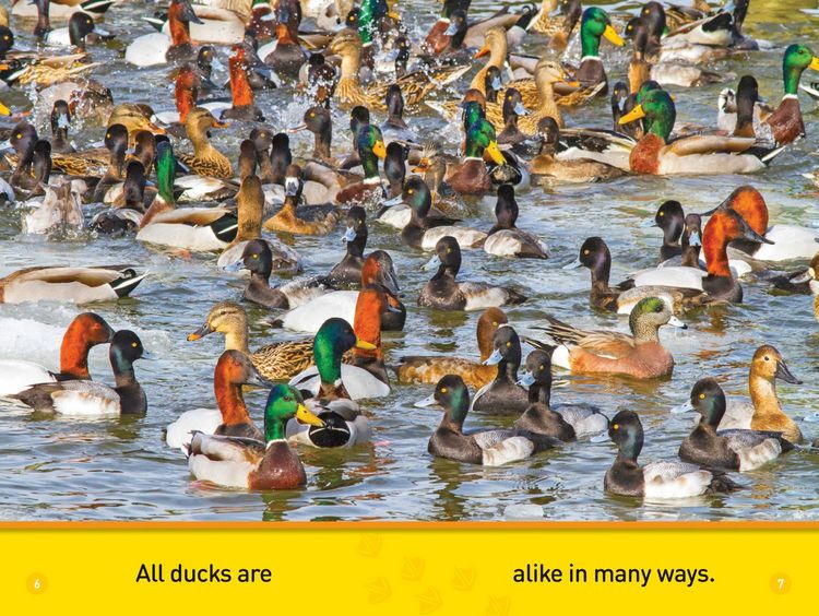 Produktbild: Ducks (National Geographic Kids Readers, Pre-Reader)