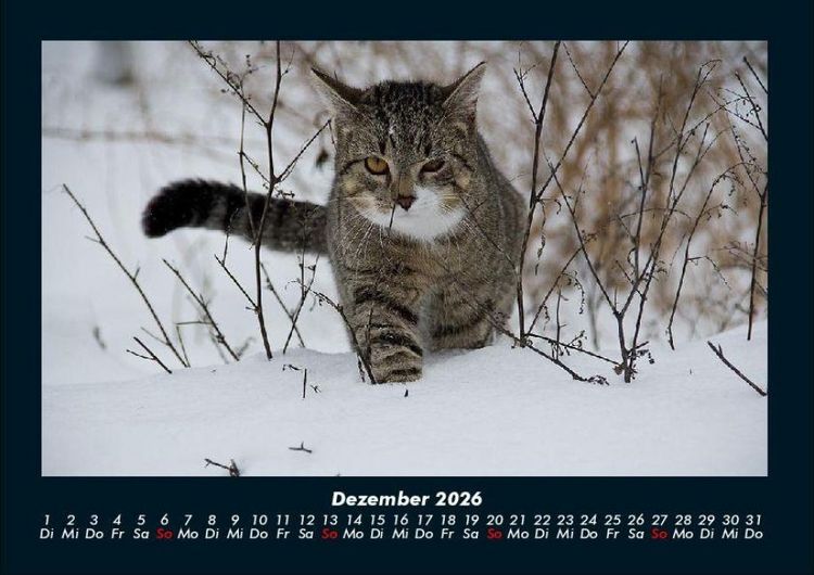 Produktbild: Katzen 2026 Fotokalender DIN A4