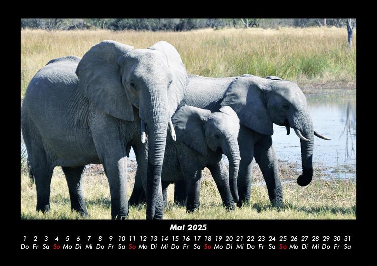 Produktbild: Der Elefantenkalender 2025 Fotokalender DIN A3