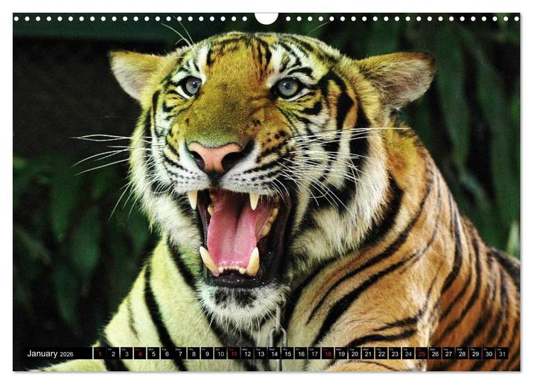 Produktbild: Big Cats &bull; Faces of the most beautiful predators (Wall Calendar 2026 DIN A3 landscape), CALVENDO 12 Month Wall Calendar