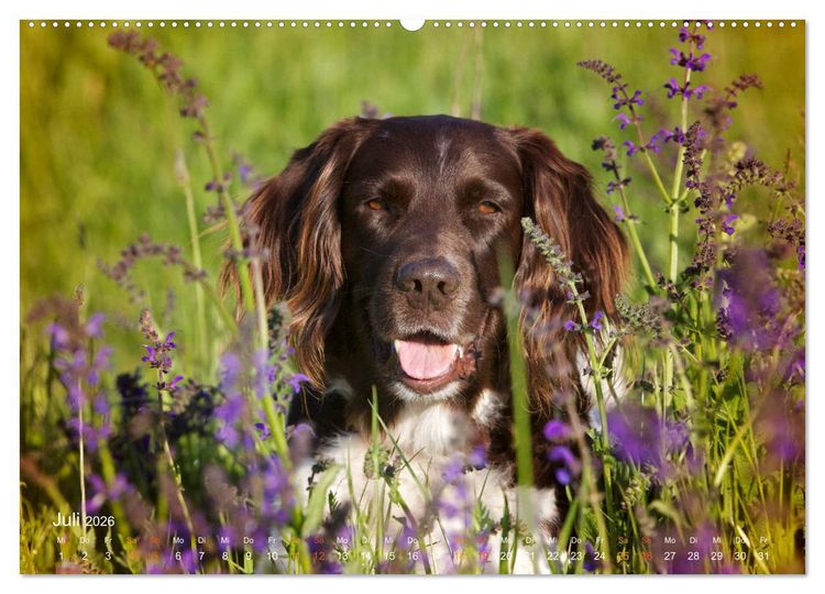 Produktbild: Faszination Jagdhund - Kleiner M&uuml;nsterl&auml;nder (hochwertiger Premium Wandkalender 2026 DIN A2 quer), Kunstdruck in Hochglanz
