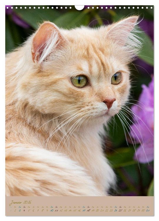 Produktbild: Pl&uuml;schige Katzen im Garten (Wandkalender 2026 DIN A3 hoch), CALVENDO Monatskalender