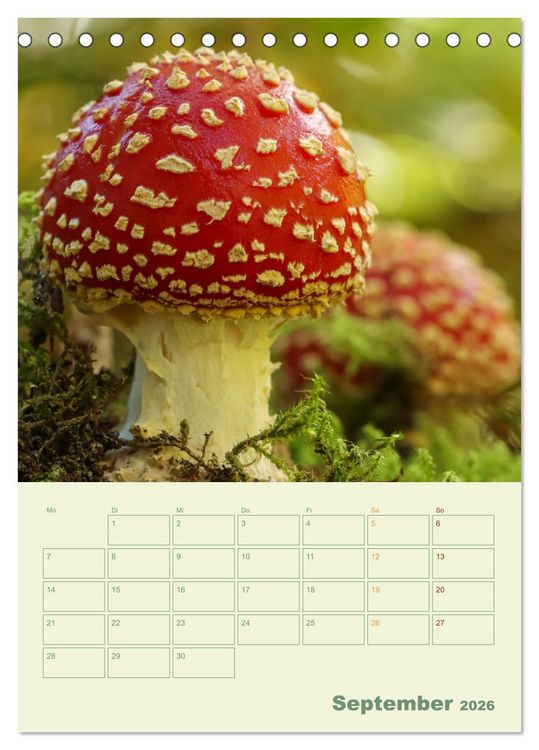 Produktbild: Waldmomente (Tischkalender 2026 DIN A5 hoch), CALVENDO Monatskalender