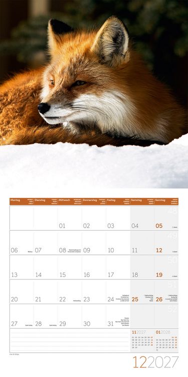 Produktbild: F&uuml;chse Kalender 2027 - 30x30 - Art12