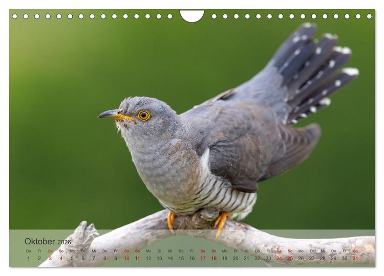 Produktbild: Fantastische Vogelwelt Slowenien (Wandkalender 2026 DIN A4 quer), CALVENDO Monatskalender