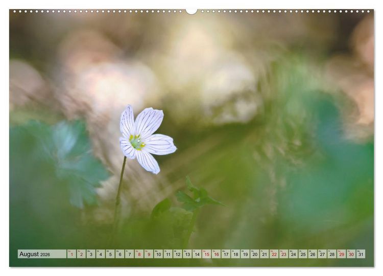 Produktbild: Wenn Bl&uuml;ten tr&auml;umen tanzt das Licht (Wandkalender 2026 DIN A2 quer), CALVENDO Monatskalender
