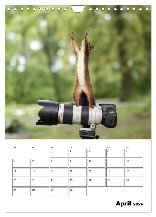 Produktbild: Die kleine Welt der Eichh&ouml;rnchen in Regensburg (Wandkalender 2026 DIN A4 hoch), CALVENDO Monatskalender