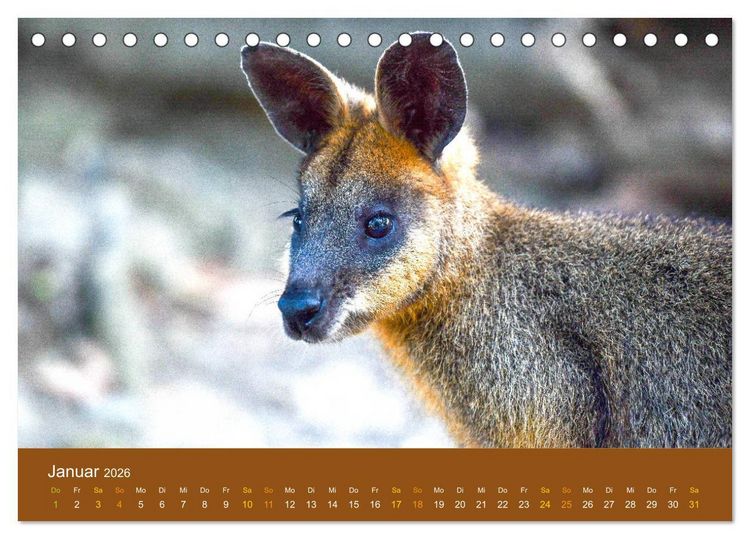 Produktbild: K&auml;ngurus, sprunghafte Gesellen (Tischkalender 2026 DIN A5 quer), CALVENDO Monatskalender
