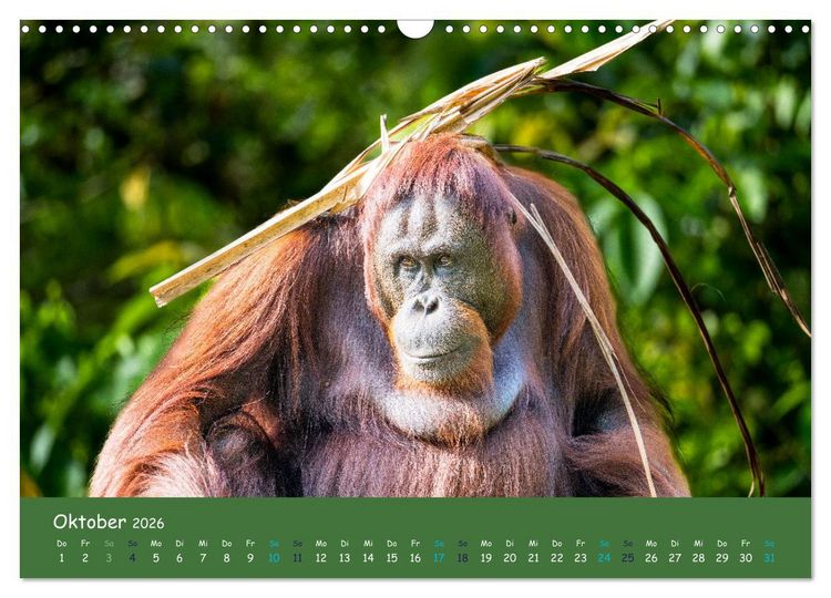 Produktbild: Orang Utans - Indonesien (Wandkalender 2026 DIN A3 quer), CALVENDO Monatskalender