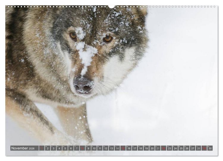 Produktbild: Meister Isegrim (hochwertiger Premium Wandkalender 2026 DIN A2 quer), Kunstdruck in Hochglanz