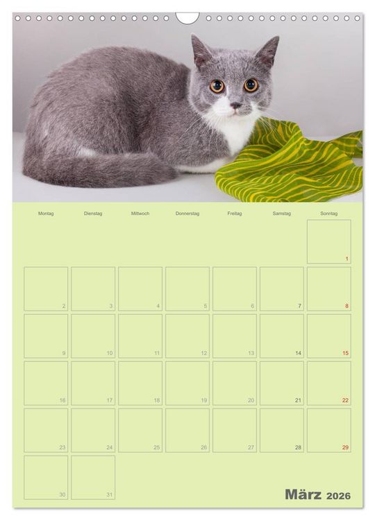 Produktbild: Britisch Kurzhaar Katzen - Planer (Wandkalender 2026 DIN A3 hoch), CALVENDO Monatskalender