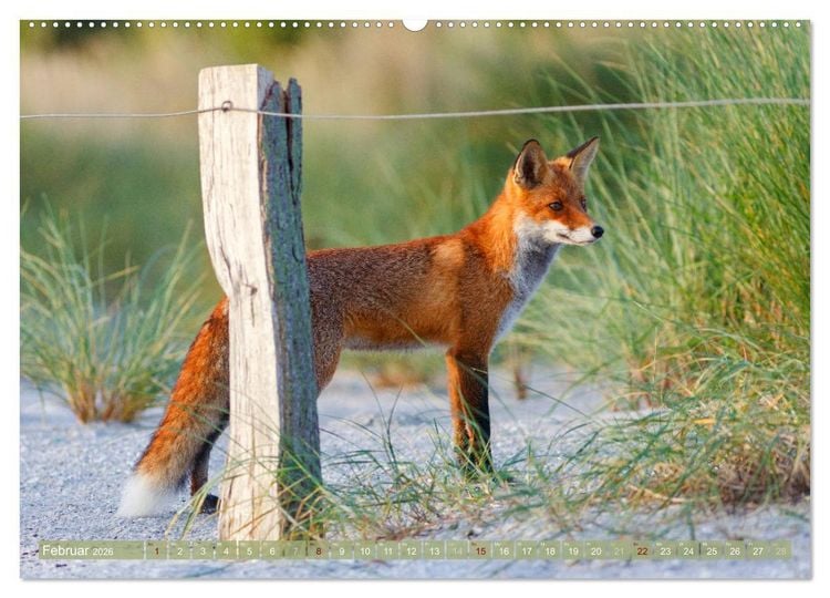 Produktbild: Wilder Dar&szlig; - Fuchs, Hirsch und Co. 2026 (hochwertiger Premium Wandkalender 2026 DIN A2 quer), Kunstdruck in Hochglanz