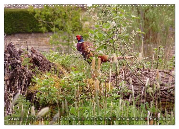 Produktbild: Malerische Cotswolds (Wandkalender 2026 DIN A2 quer), CALVENDO Monatskalender