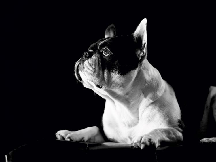 Produktbild: CALVENDO Puzzle Juno - Franz&ouml;sische Bulldogge, 4 Jahre 1000 Teile Puzzle quer | 1000 Teile Lege-Gr&ouml;&szlig;e 64 &times; 48 cm Foto-Puzzle f&uuml;r gl&uuml;ckliche Stunden