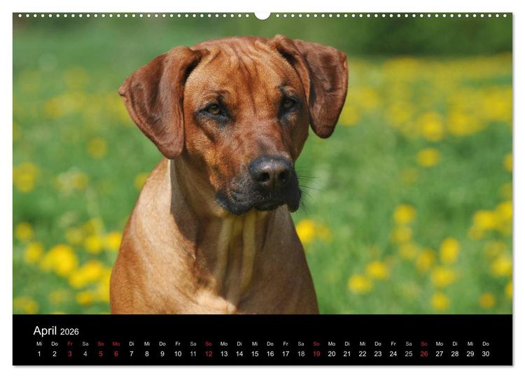 Produktbild: Rhodesian Ridgeback 2026 (hochwertiger Premium Wandkalender 2026 DIN A2 quer), Kunstdruck in Hochglanz
