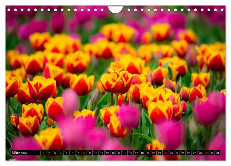 Produktbild: Kleine Blumen ganz gro&szlig; (Wandkalender 2026 DIN A4 quer), CALVENDO Monatskalender