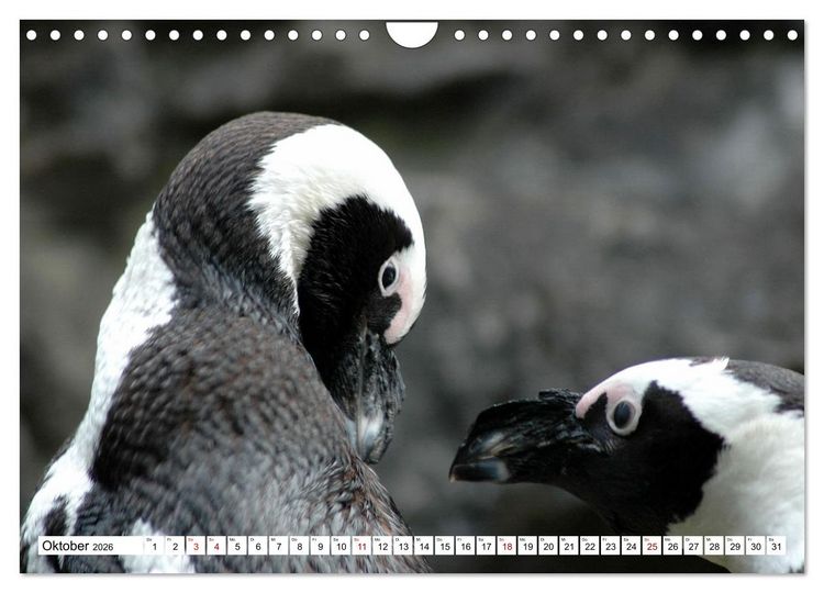Produktbild: Tierische Fracktr&auml;ger (Wandkalender 2026 DIN A4 quer), CALVENDO Monatskalender
