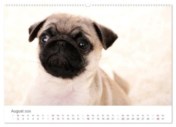Produktbild: Mopswelpe Emma (hochwertiger Premium Wandkalender 2026 DIN A2 quer), Kunstdruck in Hochglanz