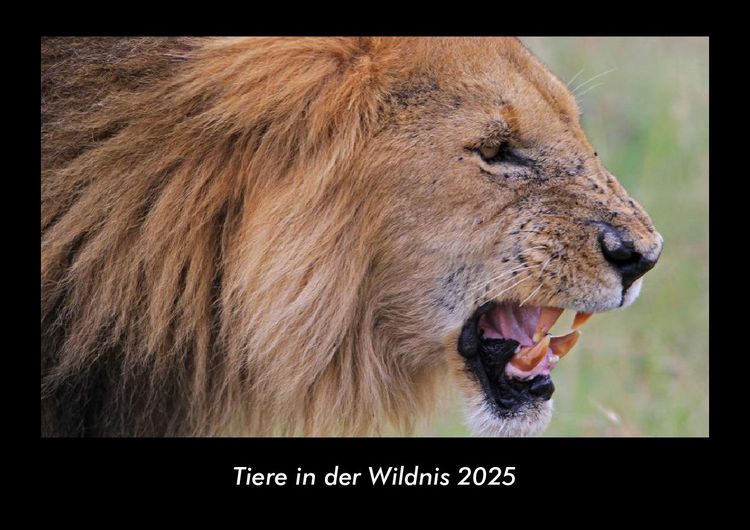 Produktbild: Tiere in der Wildnis 2025 Fotokalender DIN A3