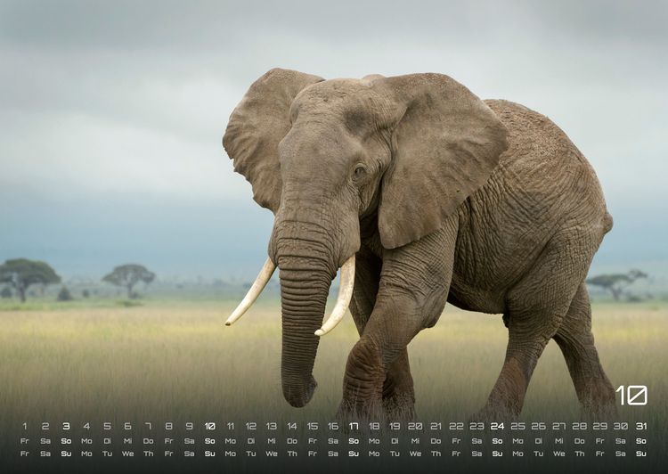 Produktbild: Elefanten - einzigartige Giganten - 2027 - Kalender DIN A2