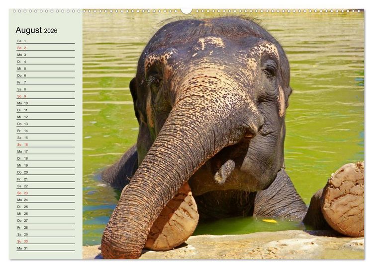 Produktbild: Elefanten. Badespa&szlig; am Strand (Wandkalender 2026 DIN A2 quer), CALVENDO Monatskalender