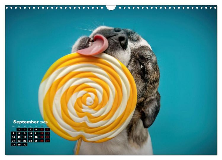 Produktbild: S&uuml;&szlig;e Schnauzen (Wandkalender 2026 DIN A3 quer), CALVENDO Monatskalender