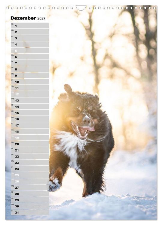 Produktbild: Berner Sennenhunde im Laufe der Jahreszeiten (Wandkalender 2027 DIN A3 hoch), CALVENDO Monatskalender